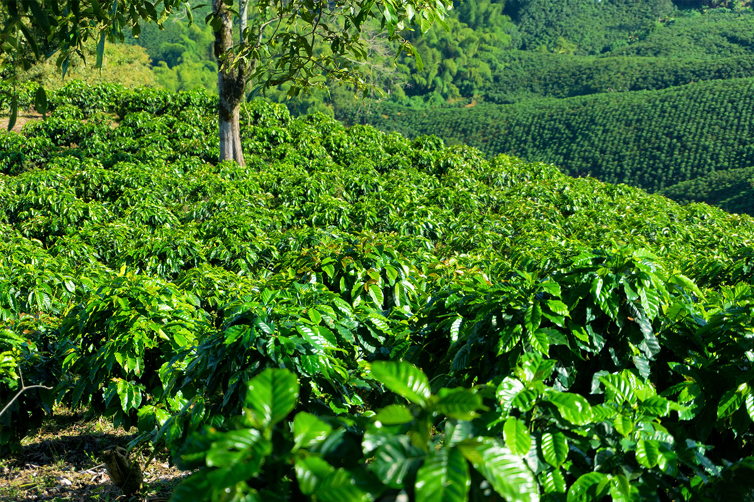 kawa-plantacja-uprawa