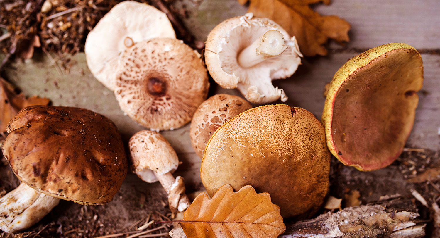 grzyby-suszone-liście-jesień-grzyby-r&oacute;żne-rodzaje