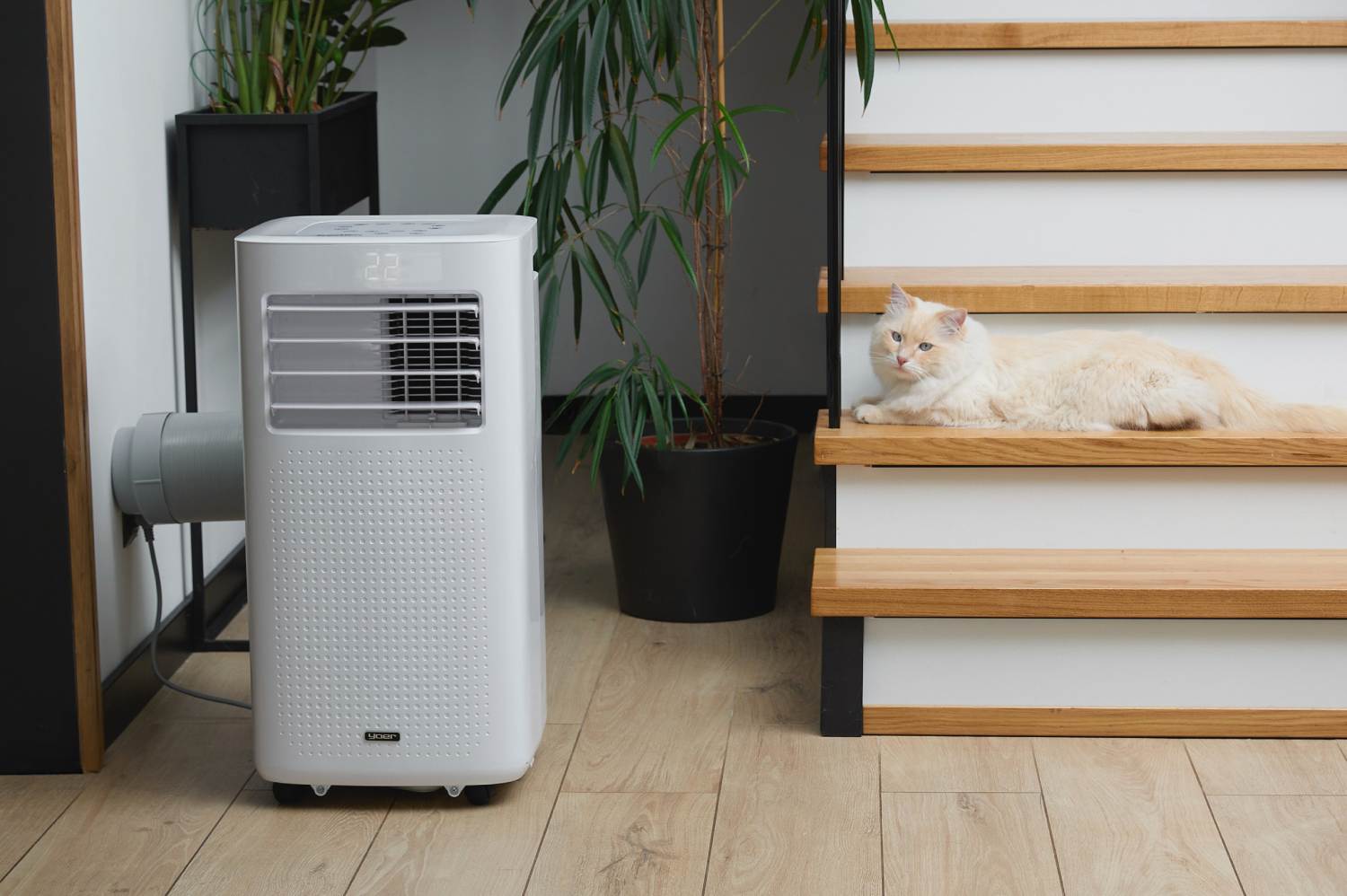 czy klimatyzacja źle działa na koty i psy