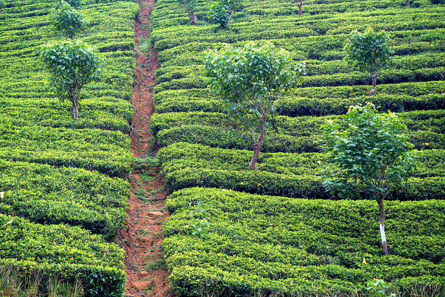 herbata-plantacja-uprawa
