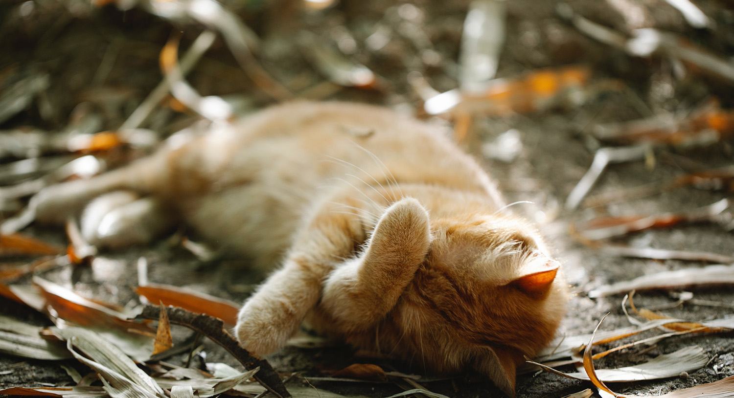 rudy-kot-kotek-śpi-zmęczenie-śpiący-jesień-liście