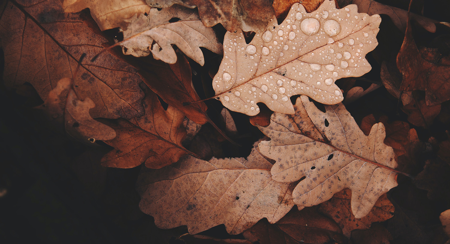 Jesień-mokre-wilgotne-liście-suche-liście-zimno-ponuro