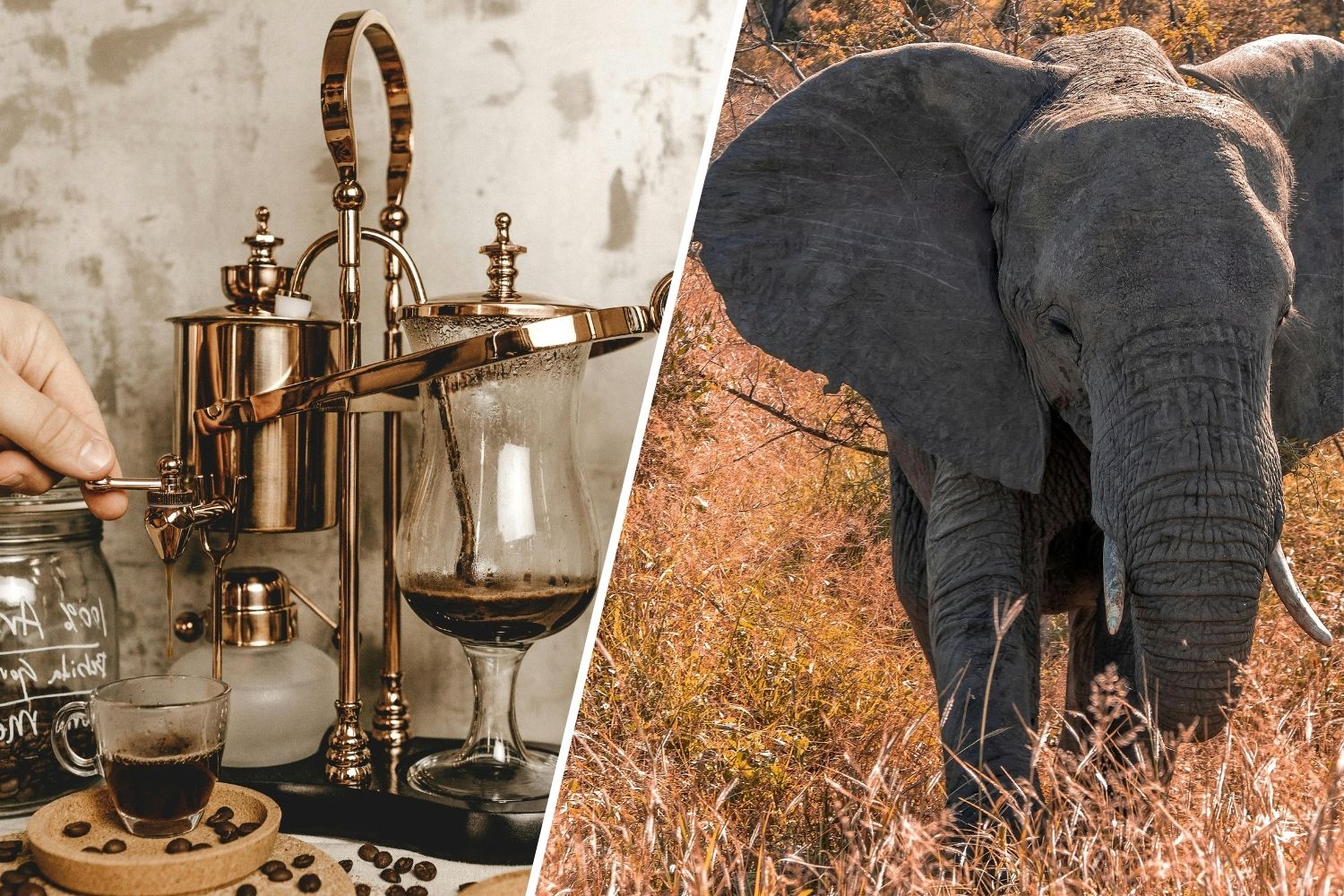 kawa-w-filiżance-pianka-spienione-mleko-cappuccino-najdroższa-kawa-świata-kopi-luwak-kawa-z-odchodów-cena-kawy-ciekawostki-informacje