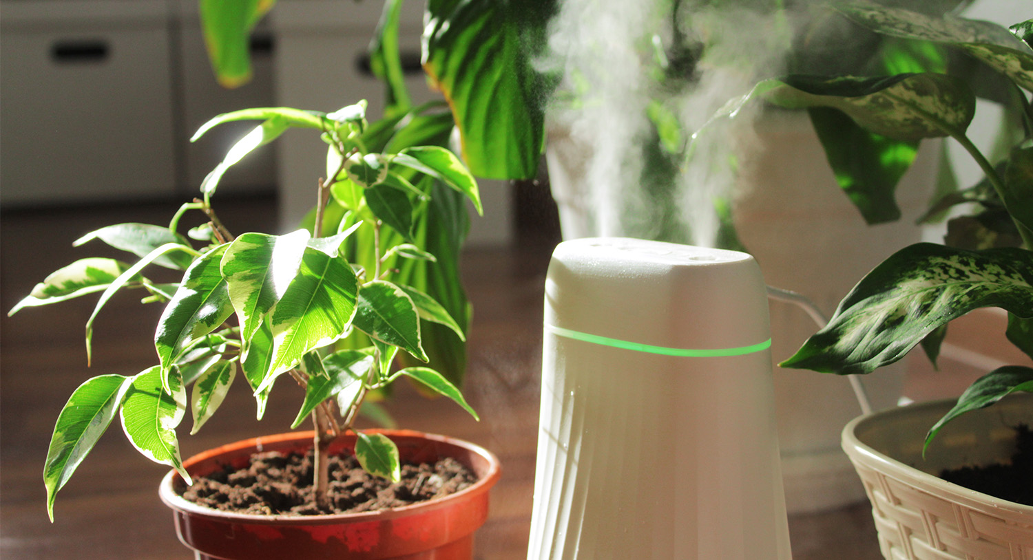 rośliny-roślinność-zieleń-kwiaty-nawilżacz-powietrza-nawilżanie-powietrza-blog
