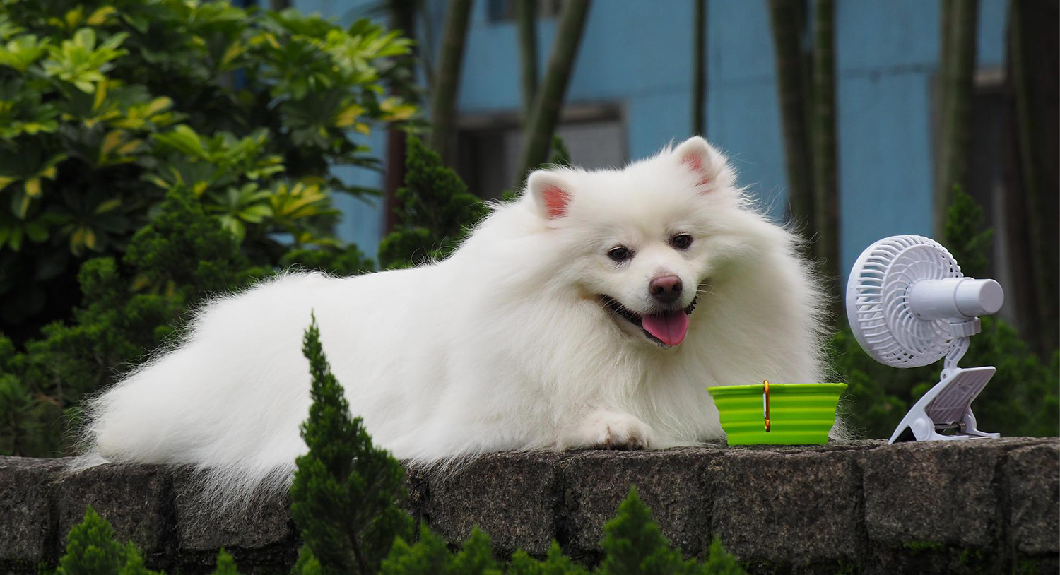Pies-biały-duży-wiatrak-mały-stojący-łopatkowy-klips-montażowy