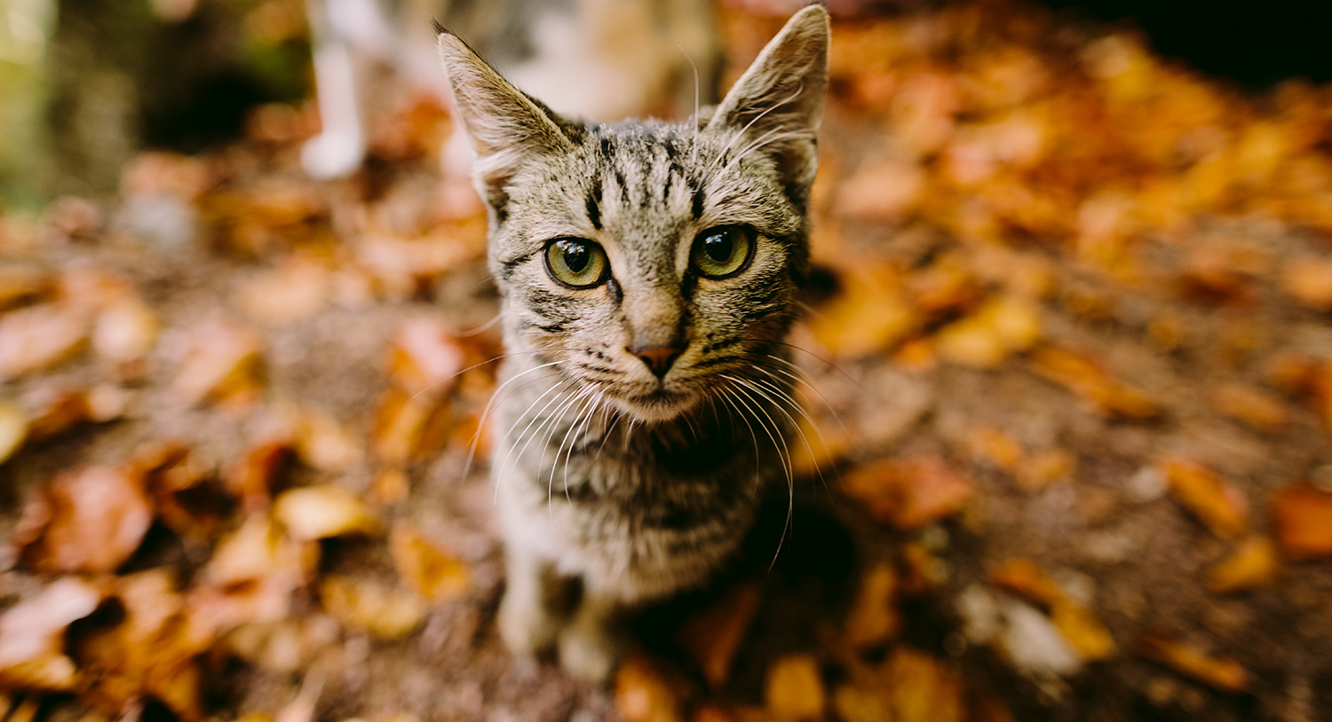jesień-liście-żółto-ciekawy-kot-obserwuje-pozuje-zdjęcie